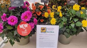Ball's Dahlia Gardenetta series